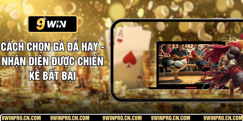 Cách Chọn Gà Đá Hay - Nhận Diện Được Chiến Kê Bất Bại
