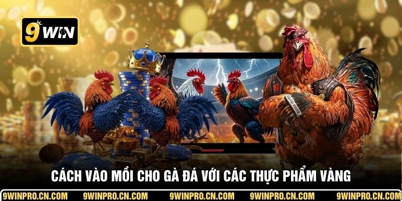 Cách vào mồi cho gà đá với các thực phẩm vàng