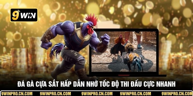Đá gà cựa sắt hấp dẫn nhờ tốc độ thi đấu cực nhanh