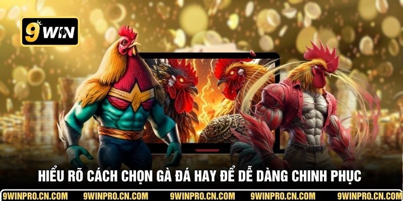 Hiểu rõ cách chọn gà đá hay để dễ dàng chinh phục mọi trận đấu