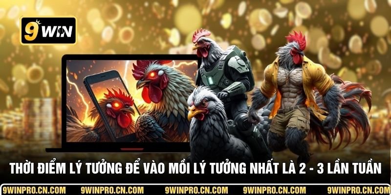 Thời điểm lý tưởng để vào mồi lý tưởng nhất là 2 - 3 lần tuần